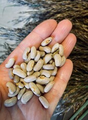 Asparagus purple beans seeds, in hand. Close-up.