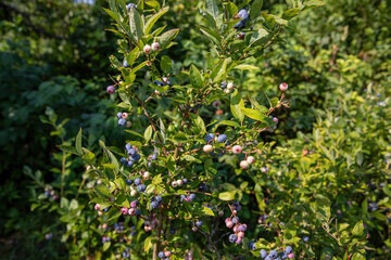 Blueberry berries on the bush are blue and green in summer.