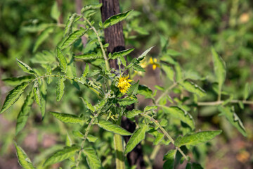 Small green fruits and inflorescences of tomatoes in summer.
