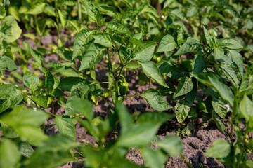 Plant a sweet pepper seedling in the summer in the garden.