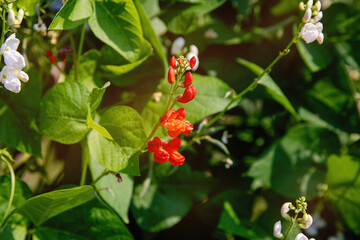 The bean bush plant blooms in summer in the garden.