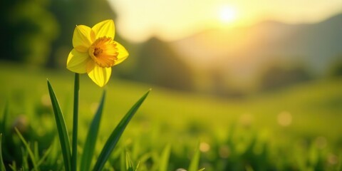Fototapeta premium Golden Hour Daffodil in Vibrant Meadow at Sunset, a Single Blossom Basking in the Warm Light of Day's End