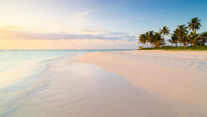 Obraz premium tropical beach with palm tree