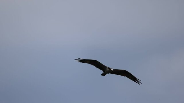 Osprey Hovering In The Air
