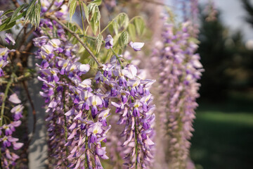 Wisteria Flowers, Blooming, Purple - Close-up view of vibrant purple wisteria flowers blooming on a vine in a garden.