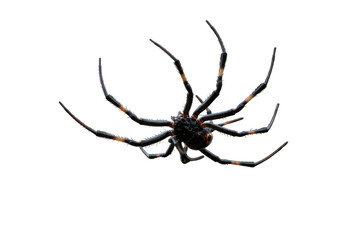 Fototapeta premium Black Widow Spider on high quality transparent background png