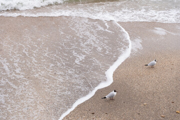 Seagulls standing on sandy beach with gentle wave