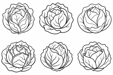 Cabbage vegetable outline coloring book page line art drawing White background