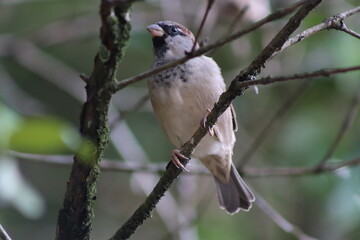 House Sparrow