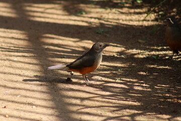 Rufous-bellied Thrush
