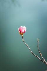 Fototapeta premium magnolia flowers against a blue sky.
