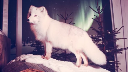Poster a stunning arctic fox with fur shifting in colors