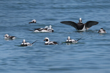Long Tailed duck flock resting and choosing mates