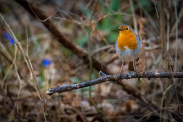 Aufnahme eines Rotkelchens auf einem Ast, stehend.