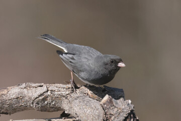Male Junco in spring