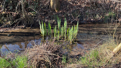 Fresh green reeds growing in shallow muddy stream surrounded by dry grass and forest underbrush during early spring sunlight