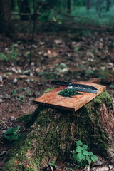 Wild Herbs: Fresh Dill in the Woods