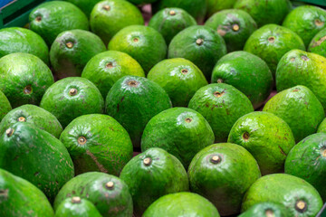 A vibrant collection of fresh green avocados neatly arranged in a market display. Each avocado showcases its smooth, unblemished skin, reflecting a rich green hue. 