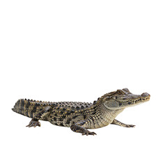 Fototapeta premium Caiman on high quality transparent background png