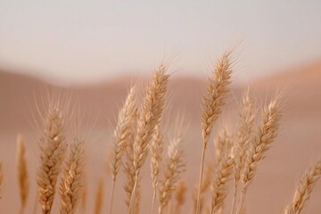 Obraz premium Golden wheat stalks stand tall against a soft, diffused background, showcasing nature's simple beauty in warm, muted tones.