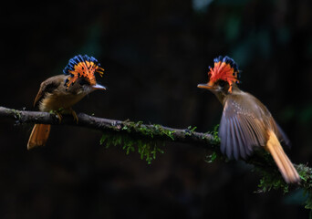 birds on mating dance