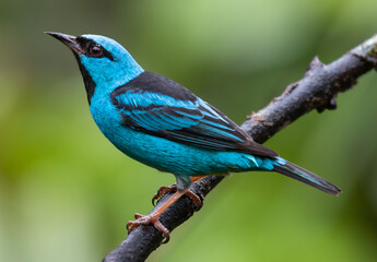 blue bird on a branch