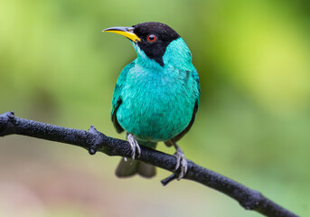 green bird