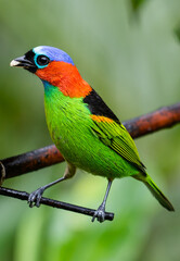 colorful bird