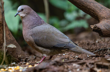 dove