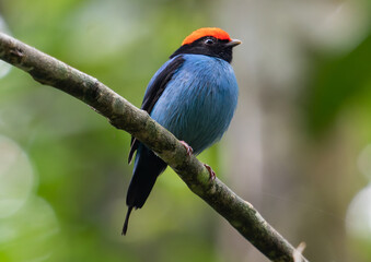 manakin