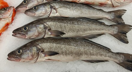 Fototapeta premium Fresh Burbot on Ice Supermarket Display - Three fresh burbot fish lie on ice, showcasing their silvery scales and firm texture. The scene symbolizes freshness, quality, healthy eating