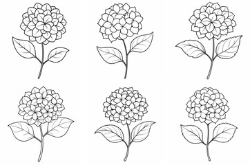 Hydrangea Flower Plant Outline Coloring Page - Line Art Drawing Set on White Background