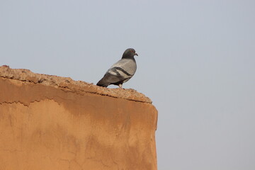 Pigeon perched on top of a house