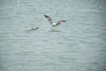 seagull in the sea water