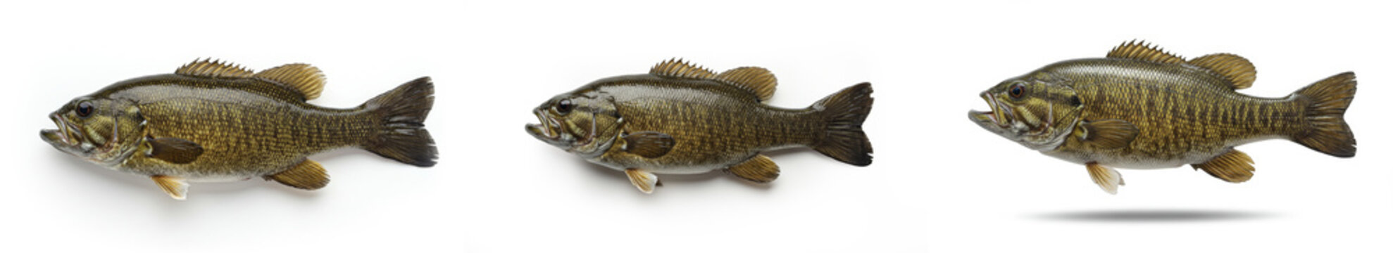Smallmouth Bass Trio White Background - Three smallmouth bass, viewed from different angles, are shown against a clean white background. Symbolizing: fishing, nature, wildlife, aquatic life, sport