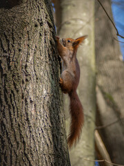 A red squirrel climbing a tree branch on a sunny day