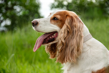 A cute, affectionate red dog of the hunting spaniel breed looks lovingly at its owner. Portrait of a dog on a background of green grass and bushes. Walking with a dog.