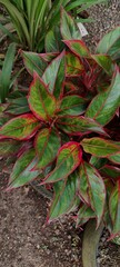 Obraz premium aglaonema or chinese evergreen plant