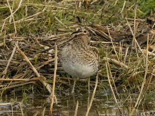 bécassine des marais