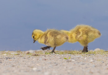Goslings At The Marsh
