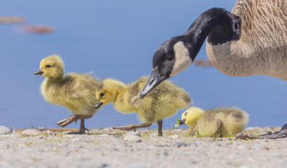 Goslings And Goose At The Marsh