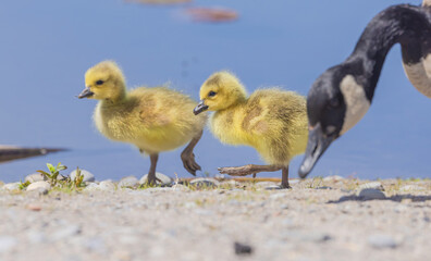 Goslings And Goose At The Marsh