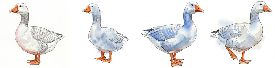 Obraz premium Goose Line Art Illustration Stages - A step-by-step line art illustration of a goose, showcasing the process from sketch to finished watercolor painting. Symbolizing creativity, nature, artistry