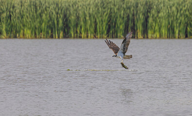 Osprey With Fish