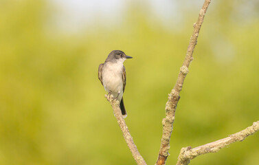 Eastern Kingbird Perched On Dead Tree