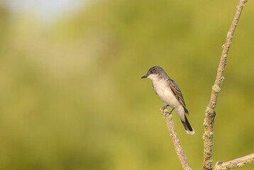 Eastern Kingbird Perched On Dead Tree