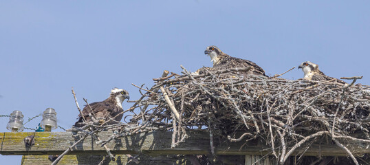 An Osprey And Its Young At The Nest