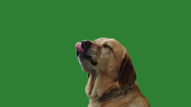 labrador retriever looking for his owner on the green screen