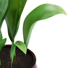 The Aspidastra Elatior plant in pot