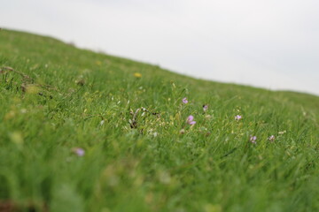 green grass and blue sky